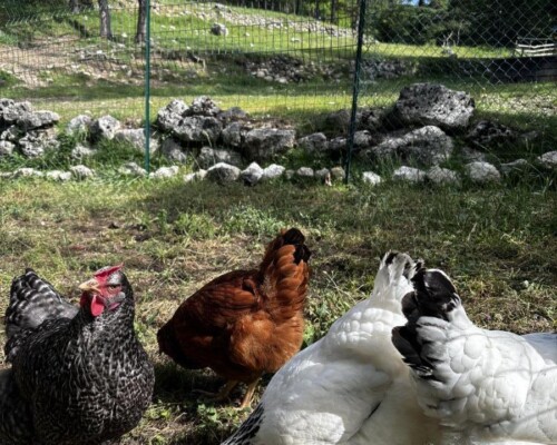 Les poules du camping