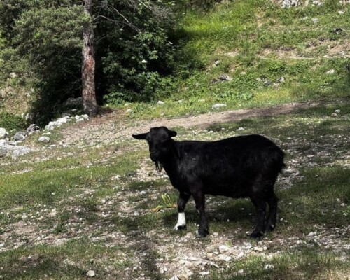La chèvre du camping