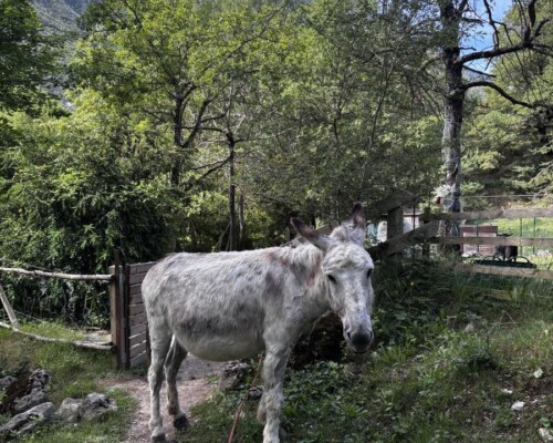 L'âne du camping
