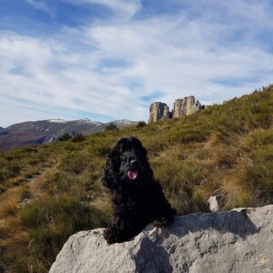 Oscar tijdens een wandeling in Cadières de Brandis