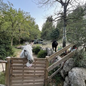 The donkey and the goat at the campsite 