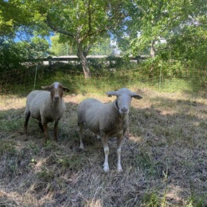 The sheep at the campsite