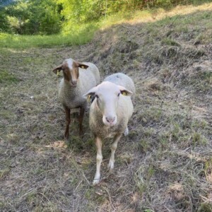 The sheep at the campsite