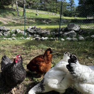 The campsite's chickens