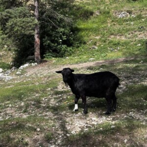 The campsite goat