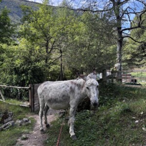 The campsite donkey